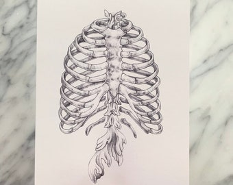 RIBCAGE with scrollwork- human anatomy, medical drawing, scientific art