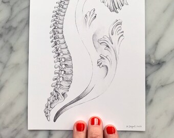 SPINE with scrollwork- human anatomy, medical drawing, scientific art