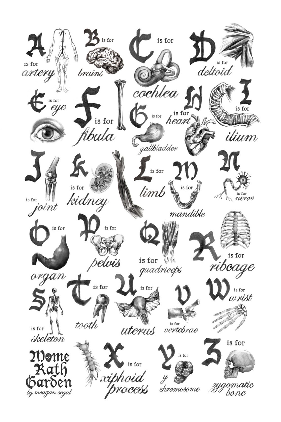 ANATOMICAL ALPHABET PRINT Classroom Poster Doctor Gift Etsy