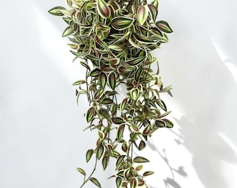 Pianta rampicante artificiale, Tradescantia finta, decorazione murale in stile boho