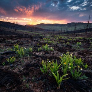May include: A landscape photograph captures a dramatic sunset over a field of wildflowers. The sky is filled with vibrant orange and purple hues, contrasting with the dark, charred landscape. Green plants with yellow and white flowers dot the foreground.