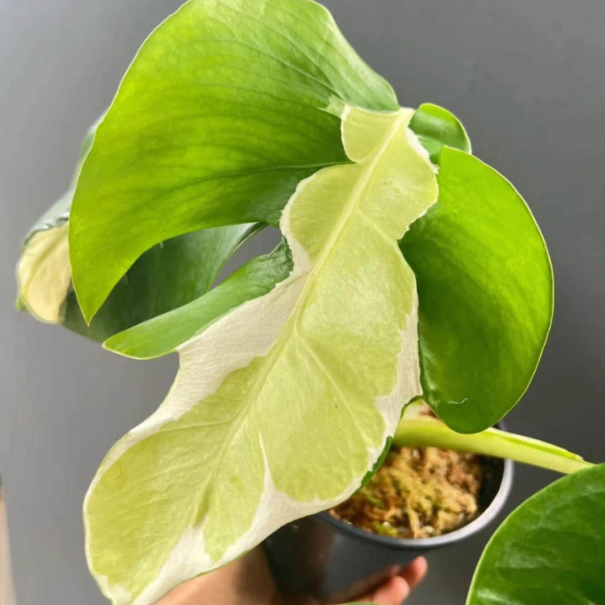 Monstera white lava - Etsy 日本
