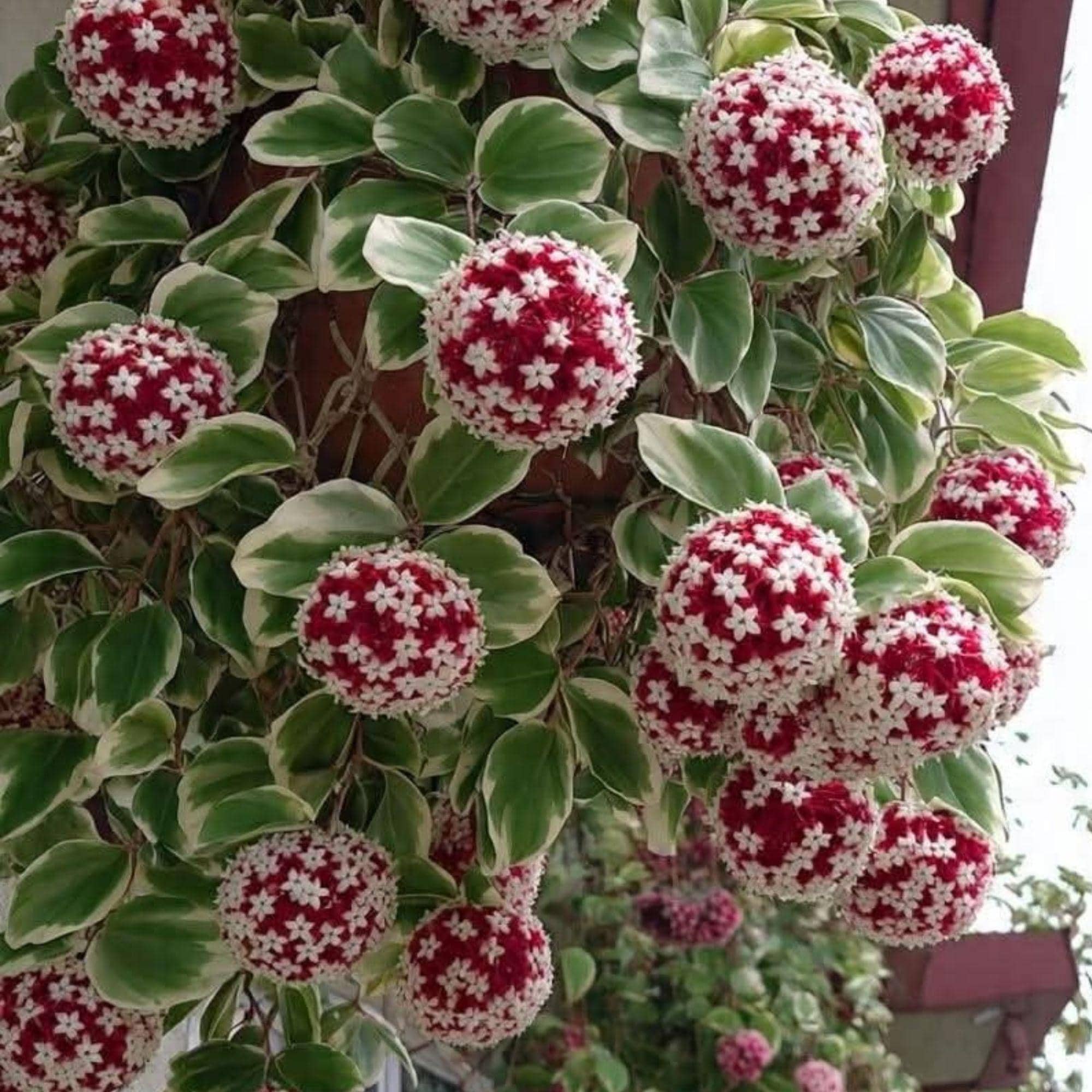 Rare hoya - Etsy 日本
