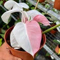 Philodendron White Princess with Pink Rare Variegated Plant Rooted Node Cutting With Single Leaf product logo