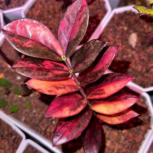 ガーデニングウェア Zz Pink Raven Zz Raven Pink Variegated - Etsy Canada