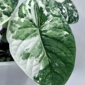 Variegated alocasia maharani - Etsy 日本