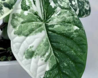Rare Alocasia Dragon Scale Albo – Variegated Aroid Houseplant Corms