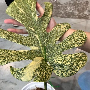 Monstera Starlight Variegated Rare Plant Rooted Node Cutting With Single Leaf Indoor Outdoor Gardening