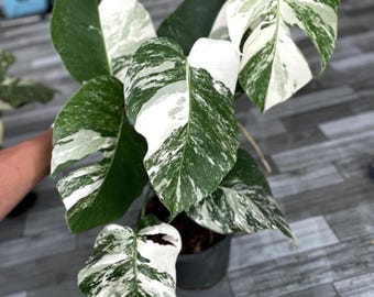 Monstera Deliciosa White Tiger Albo Variegated Rare Plant Rooted Node Cutting With Single Leaf