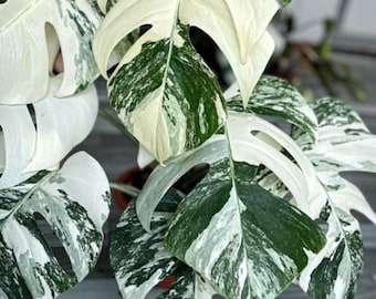 Monstera Deliciosa Weißer Tiger Albo Veränderter Seltener Pflanzenwurzelknoten Ausschnitt Mit Einzigem Blatt
