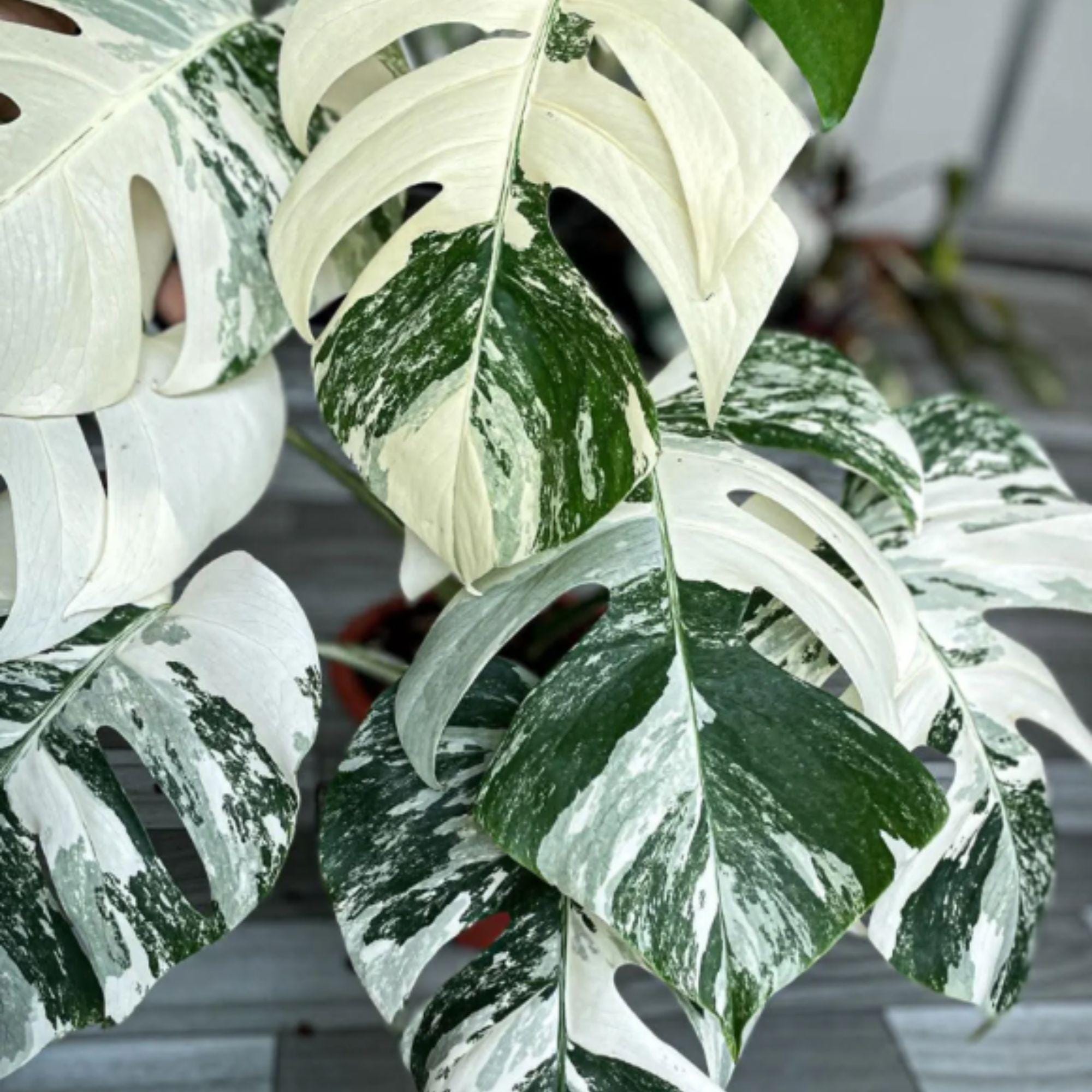 モンステラ観葉植物 - Etsy 日本