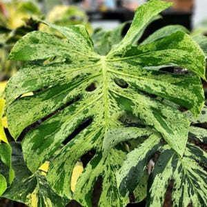 Monstera bulbasaur, bonte, zeldzame plant gewortelde knoop met enkel blad