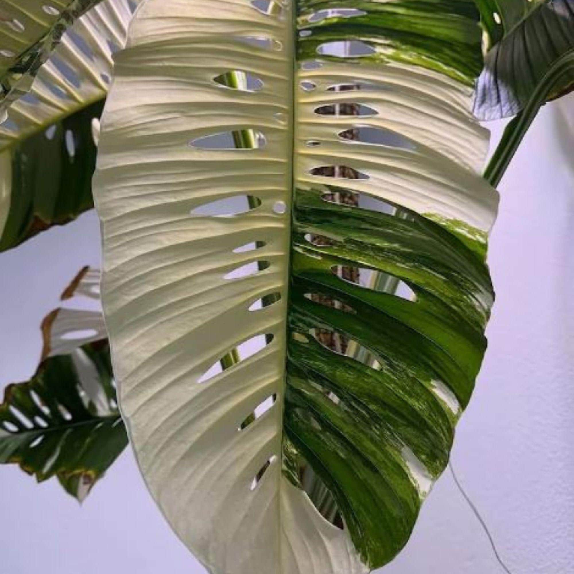 Monstera Siltepecana Variegated - Etsy Singapore