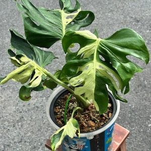 Monstera Contorta Variegated Rare Plant Rooted Node Cutting With Single Leaf