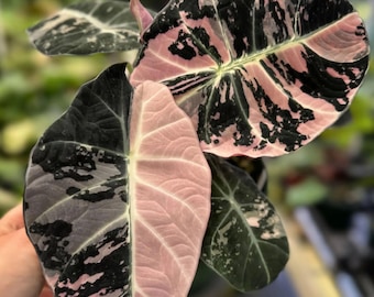 Alocasia Black Velvet Pink Variegated Rare Live Starter Planting Bulbs