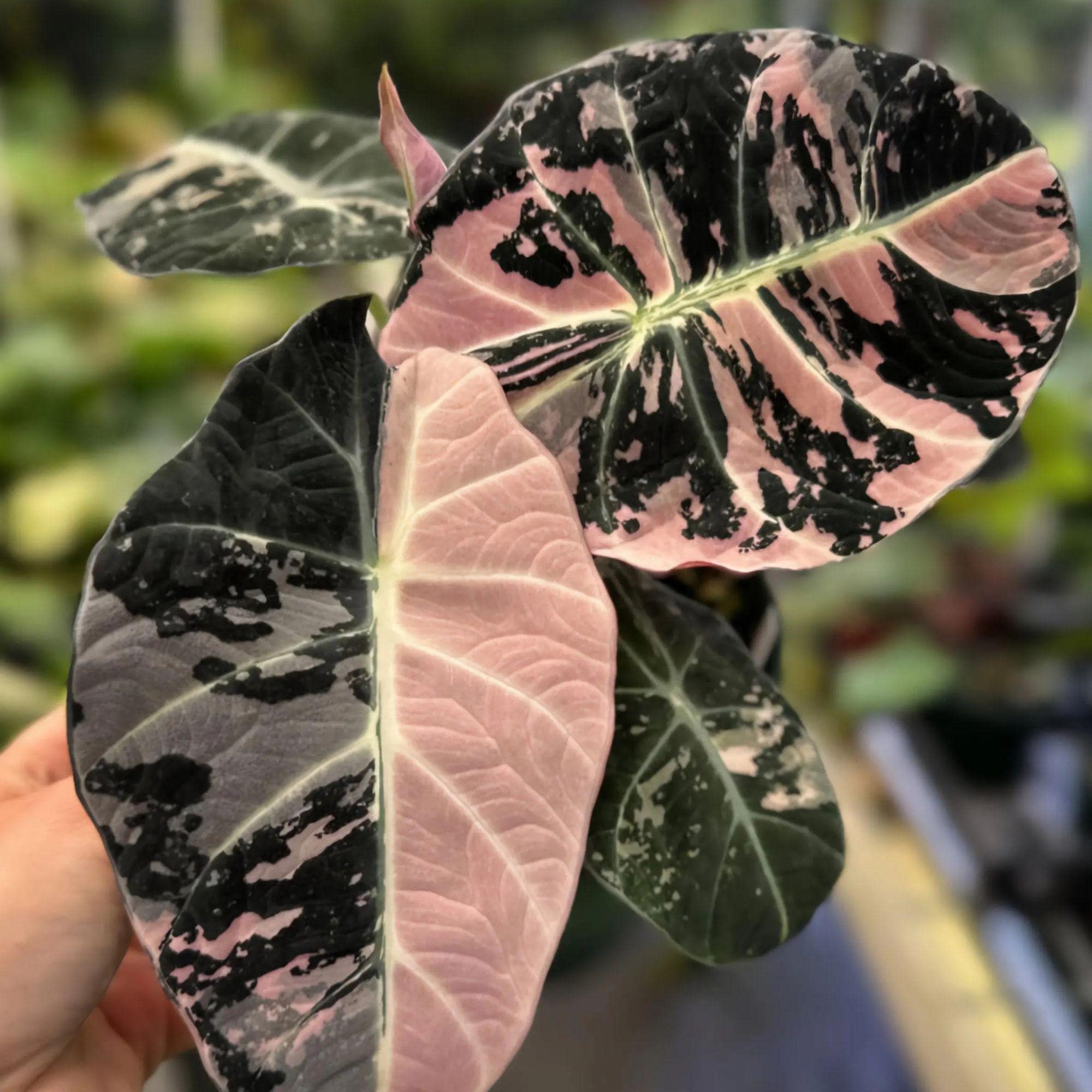 Alocasia black velvet pink variegata - Etsy 日本
