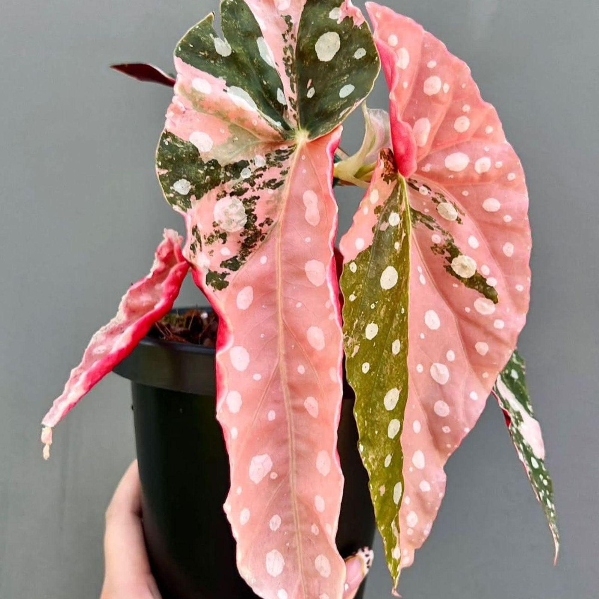 Rare begonias - Etsy 日本