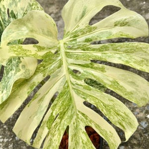 Monstera Deliciosa Legacy Variegated Rare Plant Rooted Node Cutting With Single Leaf