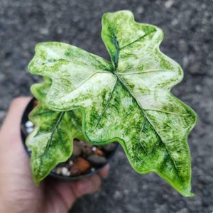 Variegated alocasia melo - Etsy 日本