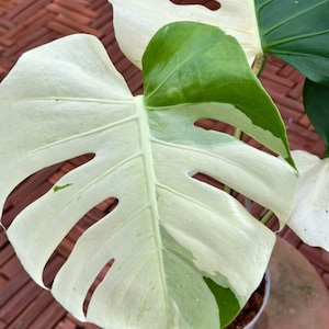 Monstera Deliciosa Witte scheurbonte zeldzame plant Gewortelde knoop met enkel blad