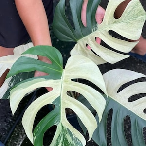 Monstera Borsigiana Muntbontbonte zeldzame plant Enkel blad Geworteld Knooppuntstek Binnen Buiten Tuinieren