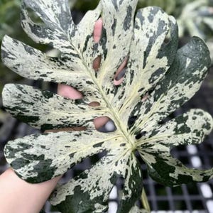 Monstera Deliciosa Vietciosa Variegated Planting Rooted Nodes Cuttings