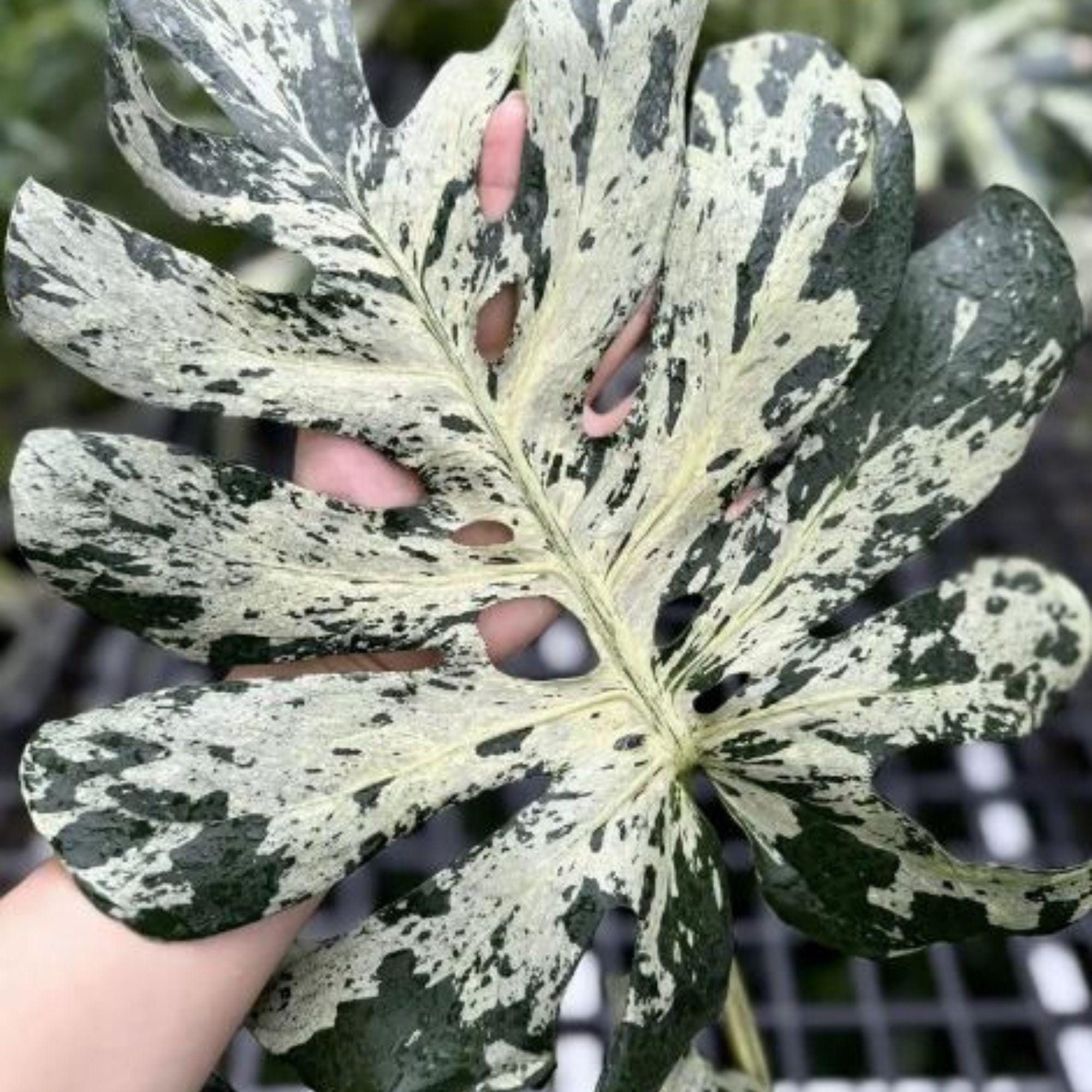 Monstera tricolor - Etsy 日本