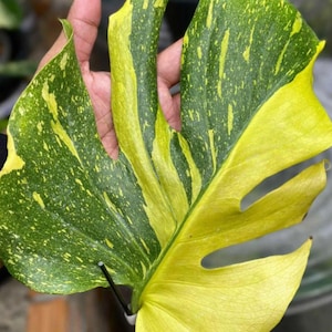 Monstera Electrolight King Variegated Rare Plant Rooted Node Cutting With Single Leaf