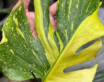 Monstera Electrolight King variierte seltene Pflanze verwurzelter Knotenausschnitt mit einzelnem Blatt