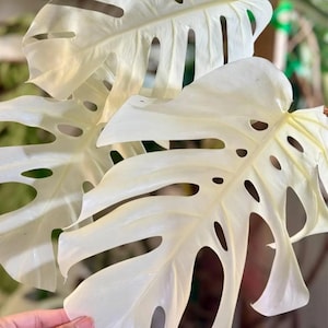 Full Moon ALBO Monstera Deliciosa Rooted Node Cutting | Single Leaf Rare Plant