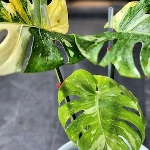 Monstera Deliciosa Tricolor Miracle Variegated Rare Plant Rooted Node Cutting With Single Leaf