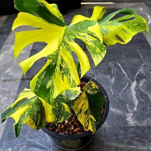 Monstera Electrolight King bonte, zeldzame plant gewortelde knoop met enkel blad