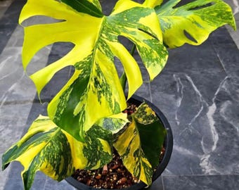 モンステラ デビル 斑入り巨大観葉植物 2粒 - Etsy 日本