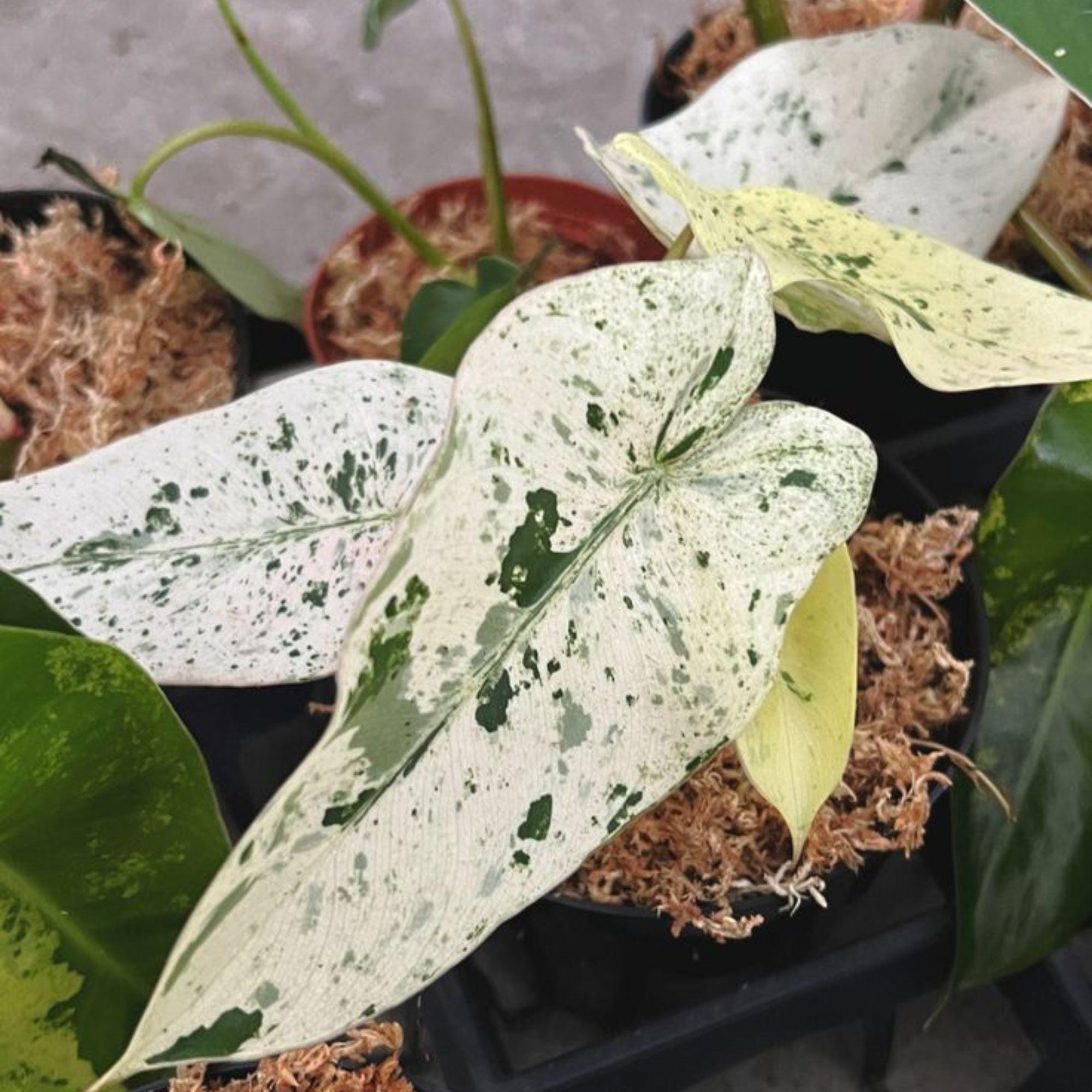 Philodendron billietiae variegated - Etsy 日本