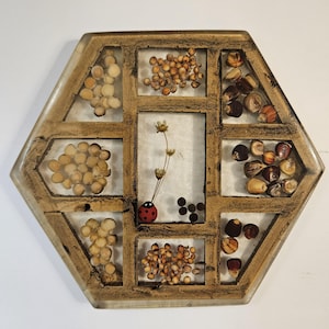 May include: A hexagonal wooden display case with several compartments, each filled with different seeds and dried flowers. A small ladybird figurine is also present. The frame has a distressed, aged look.