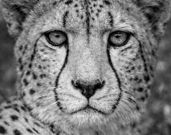 Limited Edition Cheetah Print, Signed Wildlife Photography, Black and White Animal Art