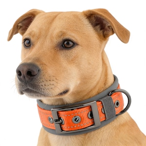 Orange vadderat hundhalsband i nylon | Reflekterande, justerbart, kraftigt metallspänne