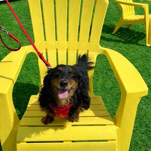 May include: A black and tan long-haired dachshund wearing a red bandana sits on a bright yellow Adirondack chair. The dog is on a red lead. Another yellow chair is in the background on a green lawn.