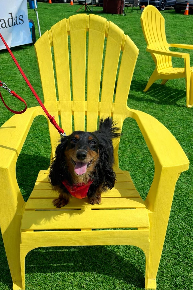 May include: A black and tan long-haired dachshund wearing a red bandana sits on a bright yellow Adirondack chair. The dog is on a red lead. Another yellow chair is in the background on a green lawn.