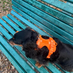 May include: A black and tan dog wearing an orange harness rests on a teal park bench. The dog has long, black fur and is lying down. The harness is bright orange and has adjustable straps.
