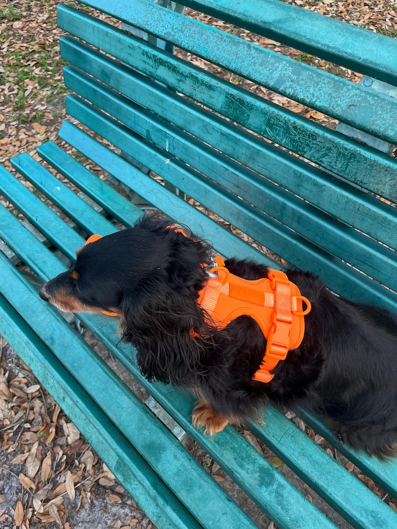 May include: A black and tan dog wearing an orange harness rests on a teal park bench. The dog has long, black fur and is lying down. The harness is bright orange and has adjustable straps.