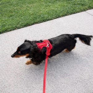 May include: A black and tan long-haired dachshund wearing a red harness and lead, walking on a grey pavement next to green grass. The dog is in motion, suggesting a walk or play.