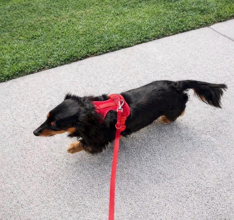 May include: A black and tan long-haired dachshund wearing a red harness and lead, walking on a grey pavement next to green grass. The dog is in motion, suggesting a walk or play.