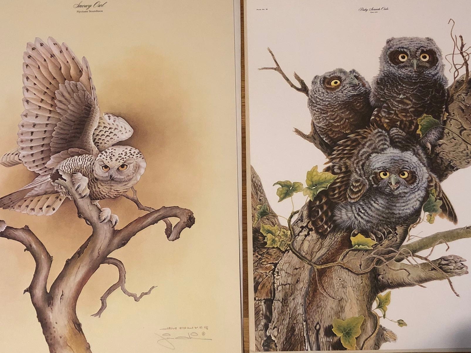 2 Vintage Jim Oliver Prints Snowy Owl Baby Screech Owls Lot Original Folders