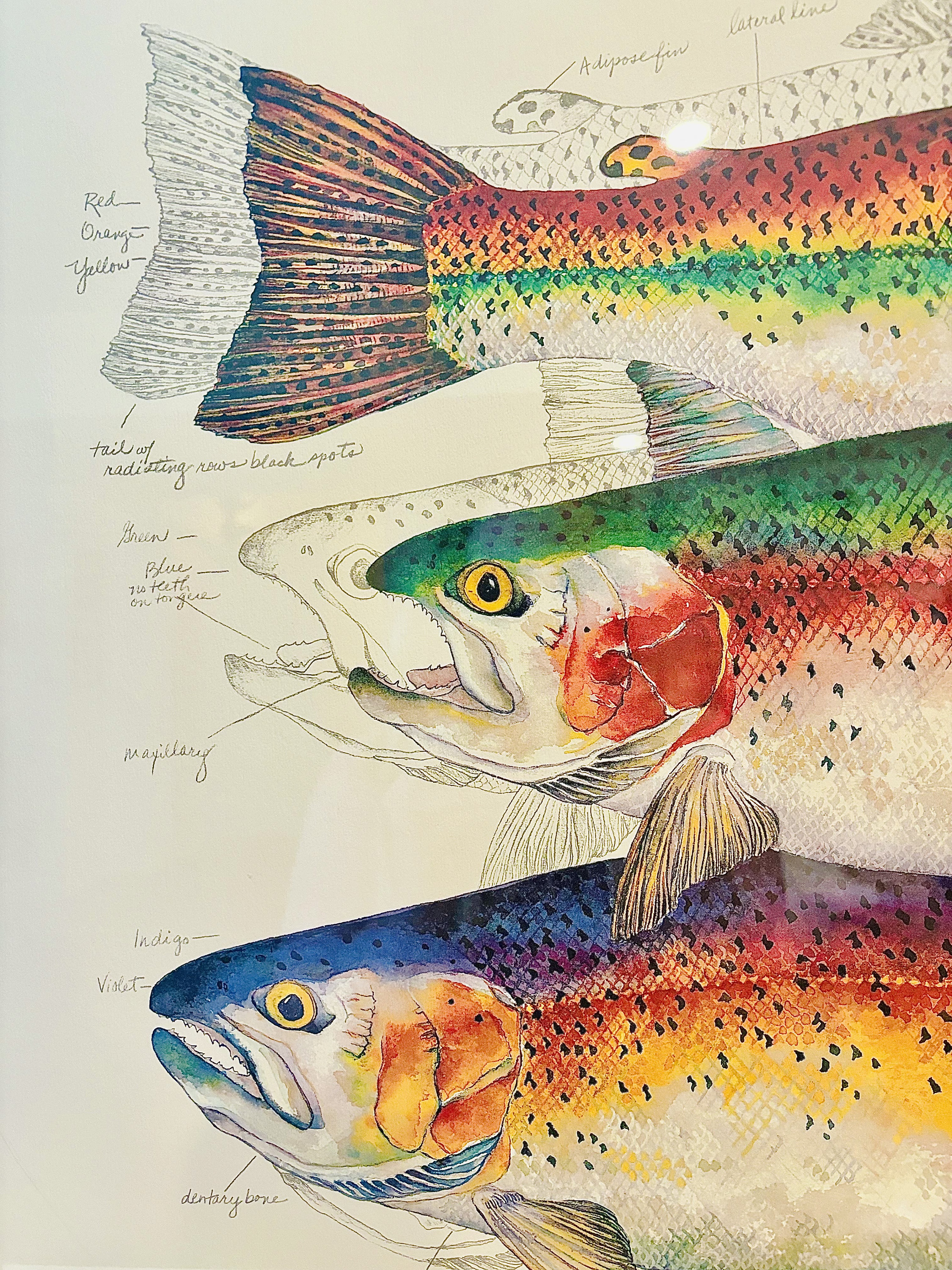絵画 Eileen Klatt Rainbow Trout 1993 Signed Eileen Klatt “Rainbow/Rainbow Trout Lithograph