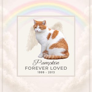 May include: A memorial portrait of a cat named Pumpkin, with ginger and white fur, wearing angel wings. The text reads "Pumpkin Forever Loved 1999 - 2013" with a rainbow in the background.