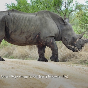 May include: A large, gray rhinoceros walks along a dirt road, its massive body and thick legs prominent. The rhino's horns are visible, and it is surrounded by dry grass and green foliage. The image is taken in a natural environment.