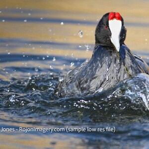 Focha de pico rojo para decoración de paredes: fotografía artística de aves del sur de África.