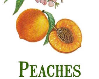 Vintage Peaches Print: Botanical Fruit Image (Digital Download)