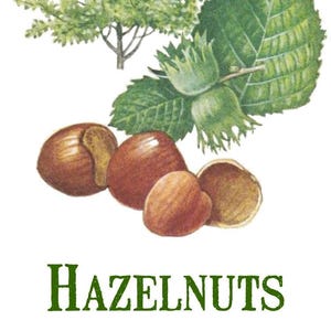 Puede incluir: Una ilustración vintage de avellanas con una rama verde frondosa y un pequeño árbol. El texto "HAZELNUTS" está escrito en letras verdes en la parte inferior de la imagen. La imagen tiene un logotipo vintage de B&B en la esquina superior derecha.